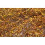 Rovi/Cesp autunno foglie grandi